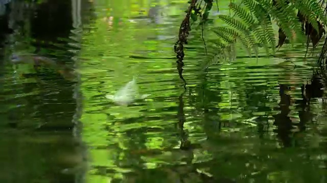 在流水中游动的日本彩鲤。鲜绿的反射。视频素材