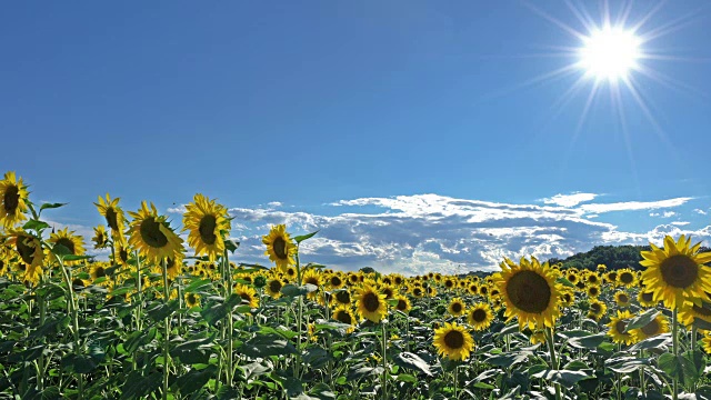 田野里的向日葵视频素材