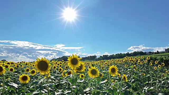 田野里的向日葵视频素材