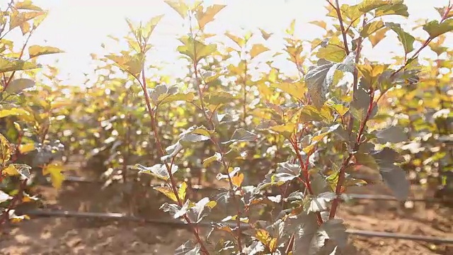 植物栽培全景、总体规划、园地中心、植物浇水、育苗视频素材