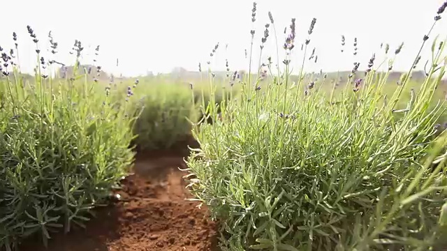 植物栽培全景、总体规划、园地中心、植物浇水、育苗视频素材