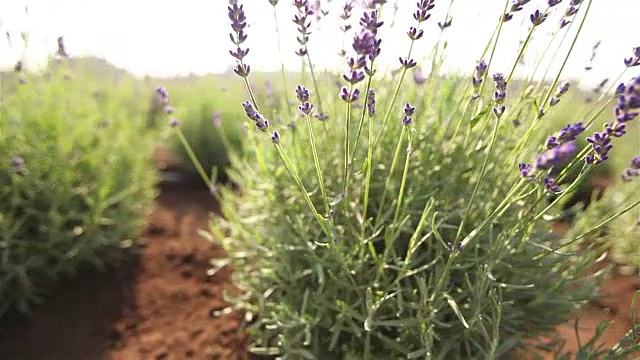 植物栽培全景、总体规划、园地中心、植物浇水、育苗视频素材