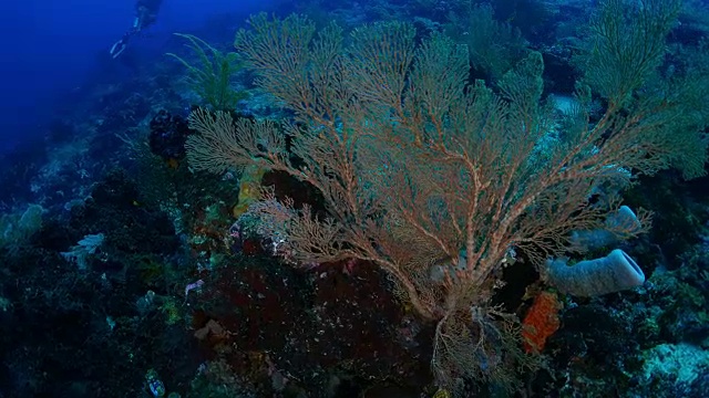 海扇(柳珊瑚)珊瑚，海底视频素材