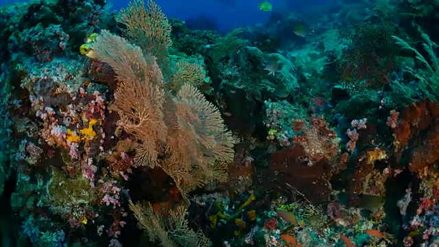 海扇(柳珊瑚)在海底尖顶视频素材