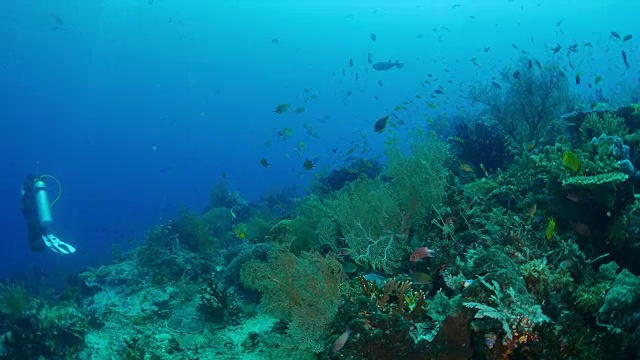 海扇(柳珊瑚)，潜水视频素材