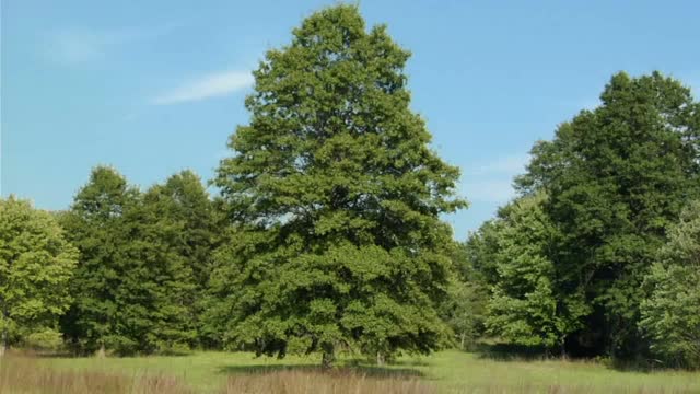 WS在夏季，秋季，冬季和春季变化的落叶树/美国新泽西州奥德威克视频下载