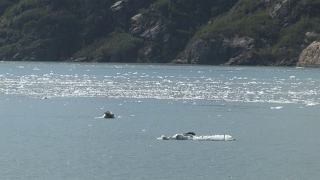 阿拉斯加冰川湾的冰流视频素材