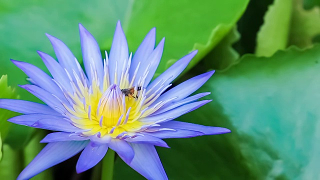 蜂群蓝莲花视频素材