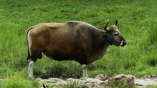 班腾(Bos javanicus):产于东南亚的一种野生牛。喝矿泉水。Huaikhakheng野生动物保护区。泰国自然世界遗产，世界自然保护联盟濒危物种红色名录视频素材