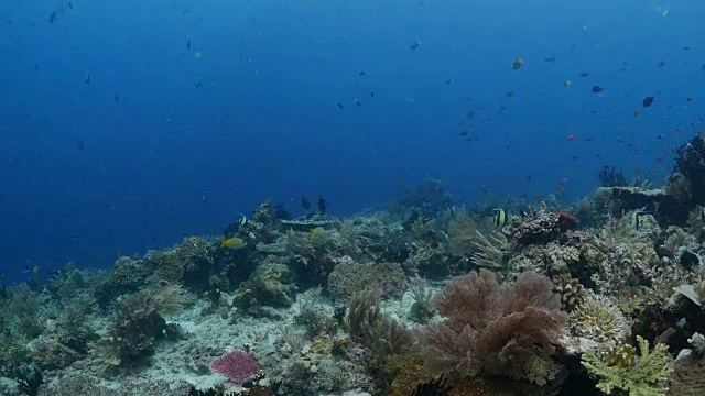 珊瑚礁，热带海视频素材