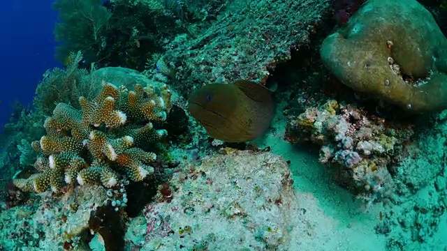 礁中的海鳗视频素材