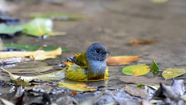 灰色头发Canary-flycatcher鸟视频素材