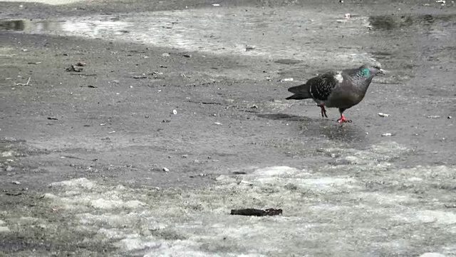 鸽子在柏油路上行走视频素材