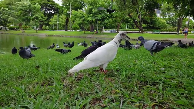 4K鸽子在地上行走觅食视频素材