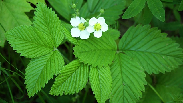 花和草莓叶视频素材