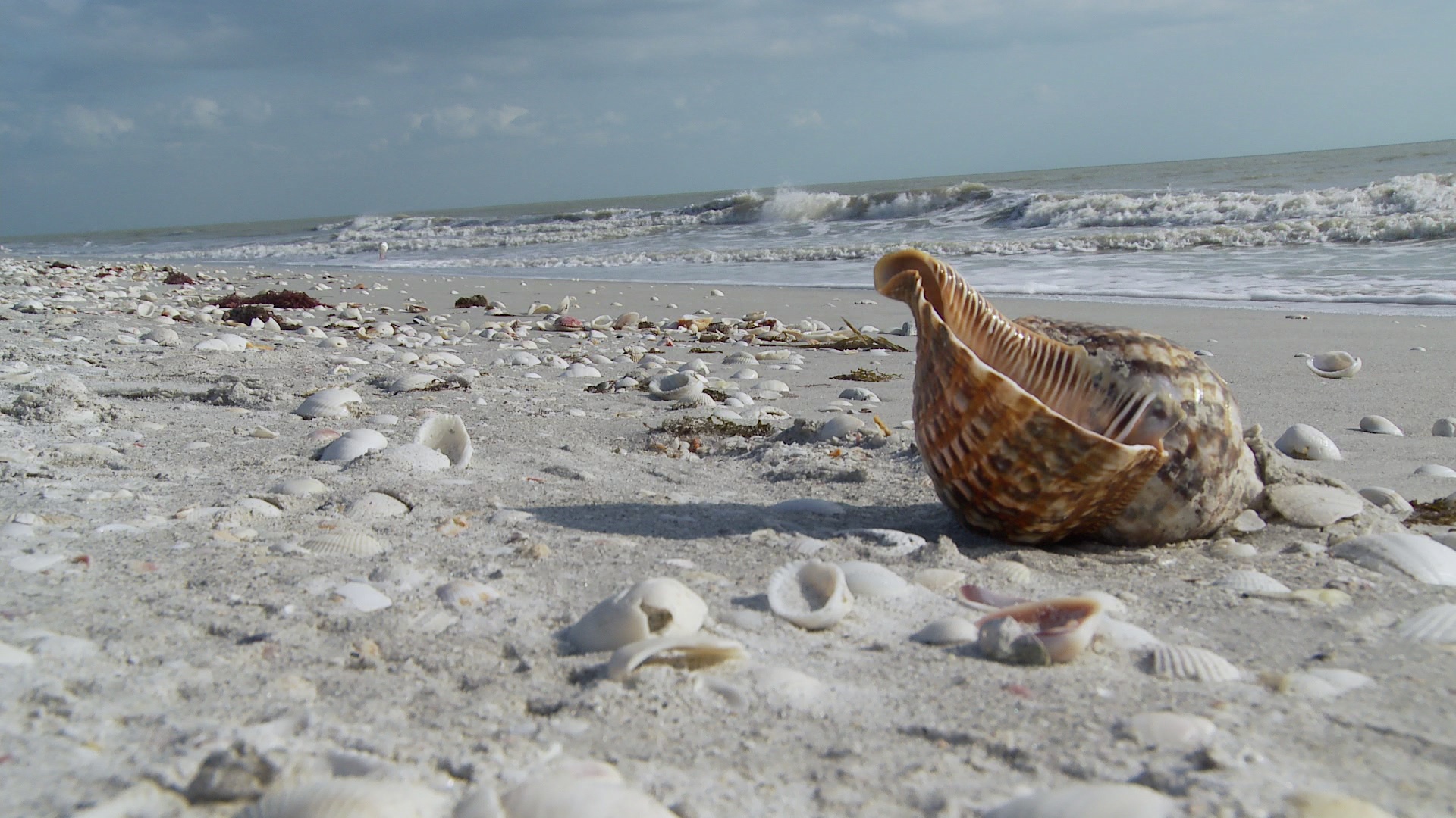 MS，海滩海岸海贝壳/ Sanibel，佛罗里达，美国视频素材