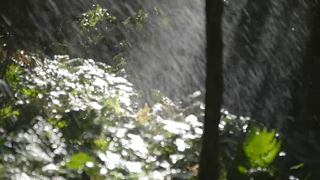 翠绿的树枝下着淅淅沥沥的雨点。热带雨林。慢动作视频素材