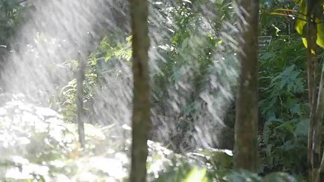 翠绿的树枝下着淅淅沥沥的雨点。热带雨林。慢动作视频素材