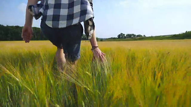 男人的手在田里移动着小麦。绿草如茵的草地，夏日里人们用手抚摸着种子。一个家伙穿过麦田。近距离视频素材