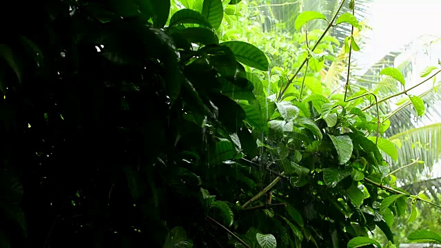 雨水和水滴落在绿色的树叶上视频素材