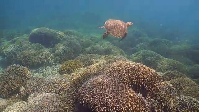 水下海龟视频素材