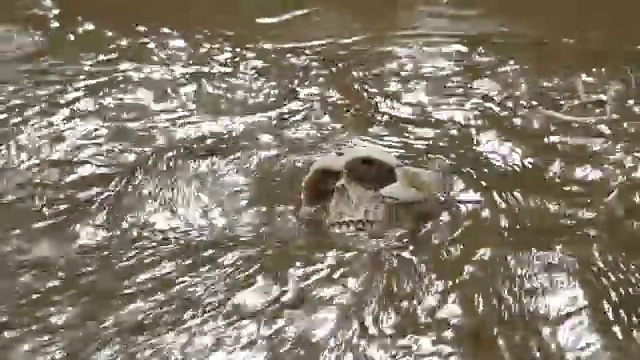 骷髅在海边，河水被海浪冲刷视频素材