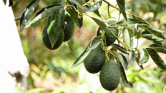 在种植园里，牛油果挂在树上视频素材