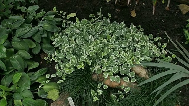 美丽的灌木和花卉植物园。视频素材