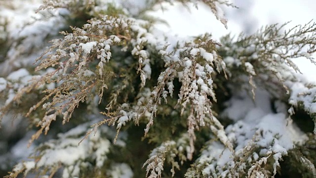 冷杉的树枝上覆盖着雪花在风中的公园视频素材