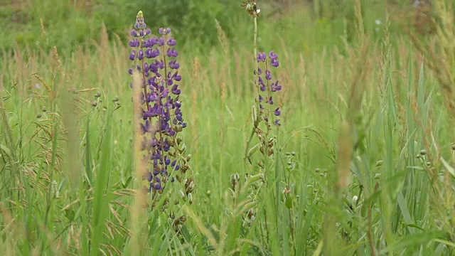 紫色的羽扇豆在田野里开花。视频素材