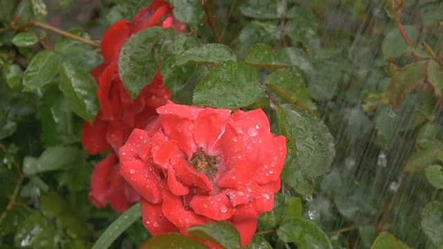 绿底雨点下，红花绽放视频素材