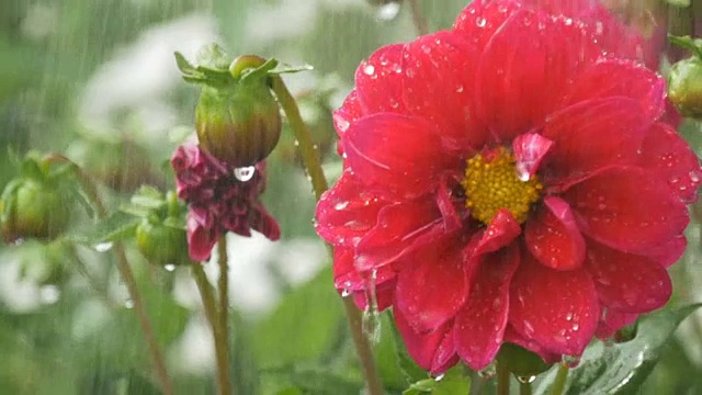 绿底雨点下，红花绽放视频素材