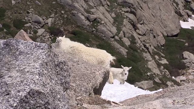 山羊保姆和孩子视频素材