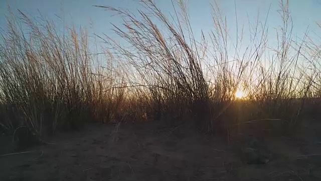 日出时的草地视频素材