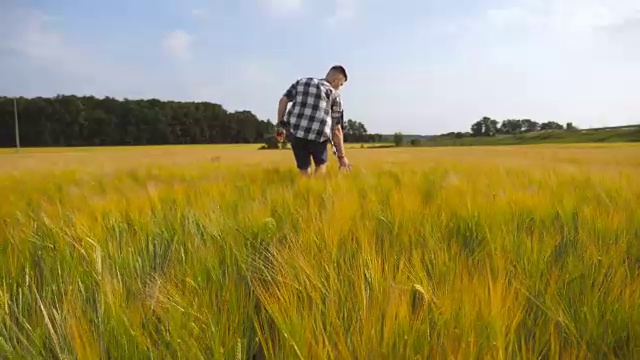 接下来要用男性的手翻动小麦在田间生长。绿草如茵的草地，夏日里人们用手抚摸着种子。一个家伙穿过麦田。近距离视频素材