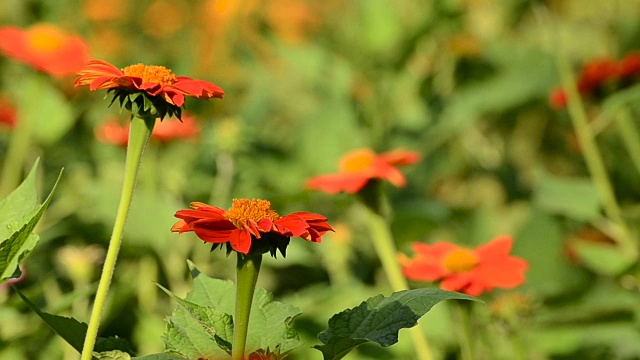 红色Zinnia花视频素材