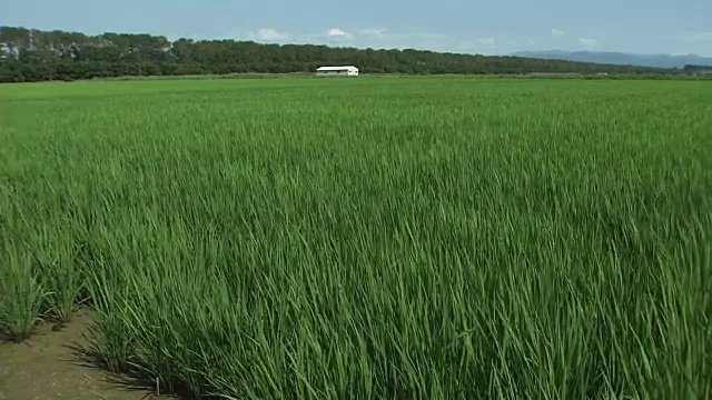 日本秋田绪方的绿稻田视频素材