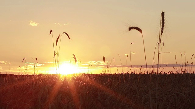 夏天金色的麦田上五颜六色的夕阳视频素材