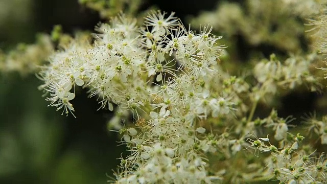 美丽的白色野花视频素材