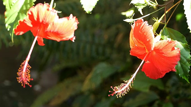 红色的芙蓉花视频素材