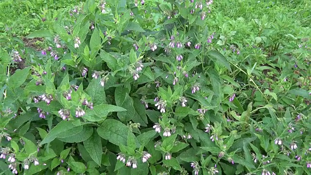 夏季开花的药用聚合草视频素材