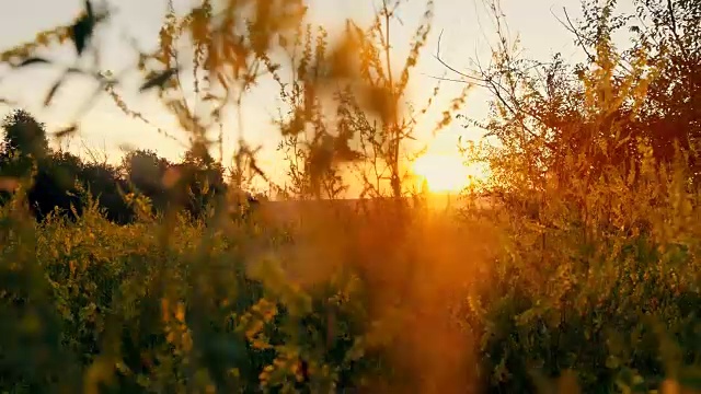 草花在夕阳下的田野里，在阳光下视频素材