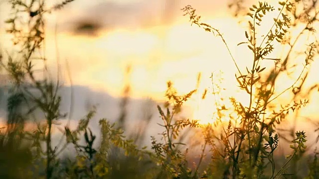 草花在夕阳下的田野里，在阳光下视频素材