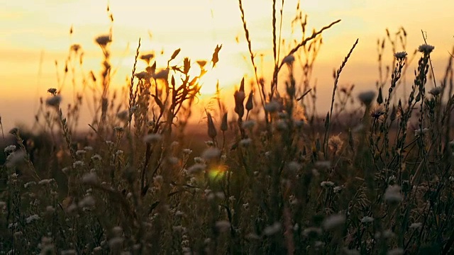 草花在夕阳下的田野里，在阳光下视频素材