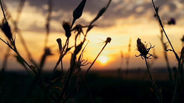 草花在夕阳下的田野里，在阳光下视频素材