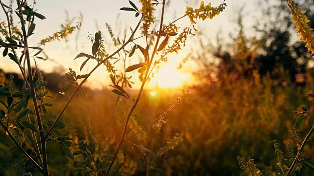 草花在夕阳下的田野里，在阳光下视频素材