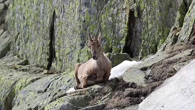 野山羊在其自然的高山栖息地视频下载