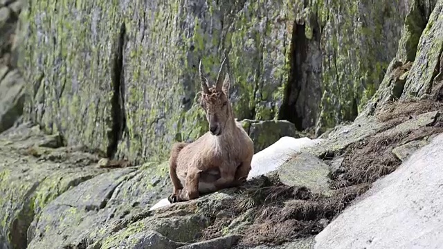 野山羊在其自然的高山栖息地视频素材