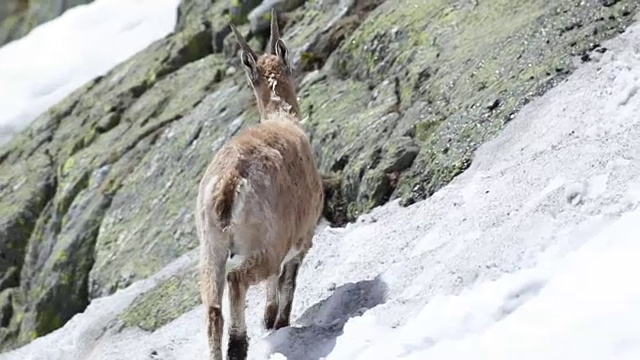 野山羊在其自然的高山栖息地视频下载