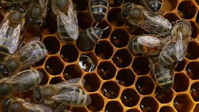 蜜蜂，意大利蜜蜂，雌性工蜂，在蜂巢抚育幼虫，诺曼底蜂巢，实时4k视频素材